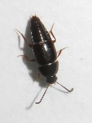 Tachinus corticinus