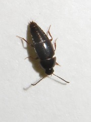 Tachinus corticinus