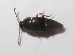 Tachinus corticinus