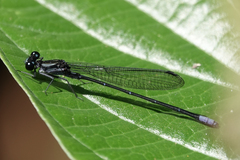 Argia ulmeca