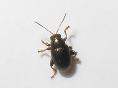 Chaetocnema hortensis