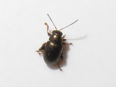 Chaetocnema hortensis