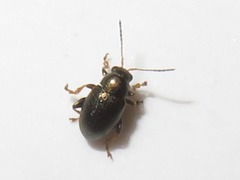 Chaetocnema hortensis