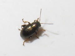Chaetocnema hortensis