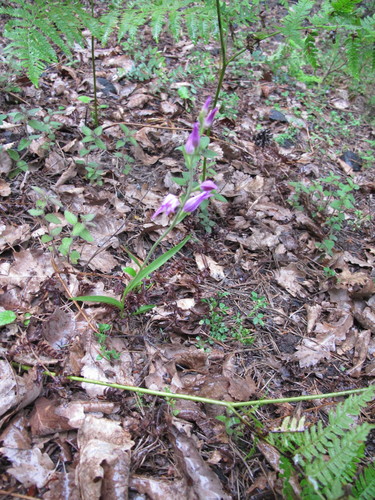 vtáčia prilba červená (Cephalanthera rubra)