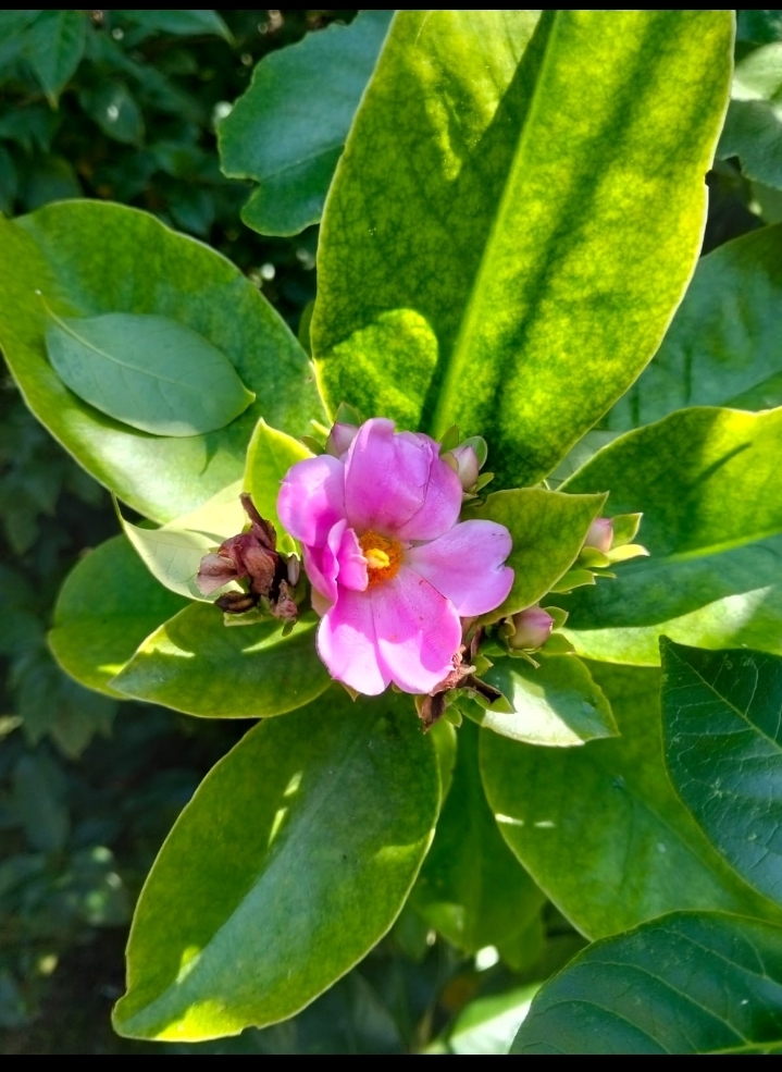 Pereskia grandifolia