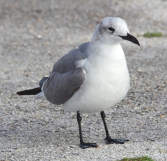 Leucophaeus atricilla megalopterus