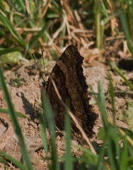 Nymphalis