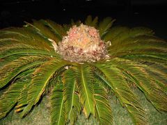 Cycas revoluta