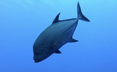 Caranx lugubris