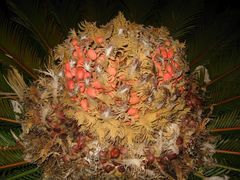 Cycas revoluta