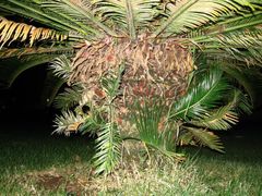 Cycas revoluta