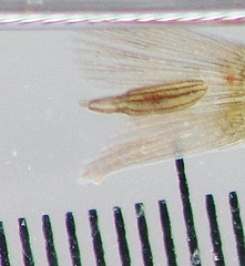 Piscicolaria reducta