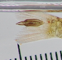 Piscicolaria reducta
