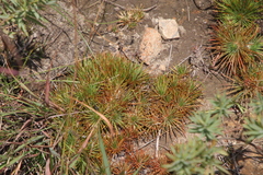 Psammotropha myriantha