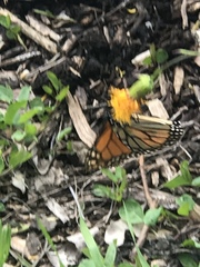 Danaus plexippus