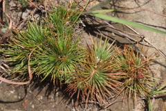 Psammotropha myriantha