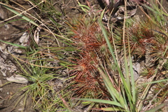Psammotropha myriantha