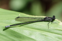 Argia ulmeca