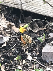Danaus plexippus