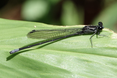 Argia ulmeca