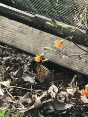 Danaus plexippus