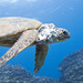 Sea Turtle Fibropapillomatosis - Photo (c) David R, some rights reserved (CC BY-NC), uploaded by David R