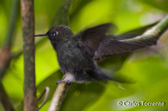 Haplophaedia aureliae