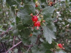 Ribes cereum cereum