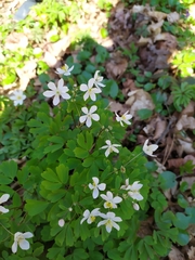 Isopyrum thalictroides