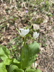 Primula meadia