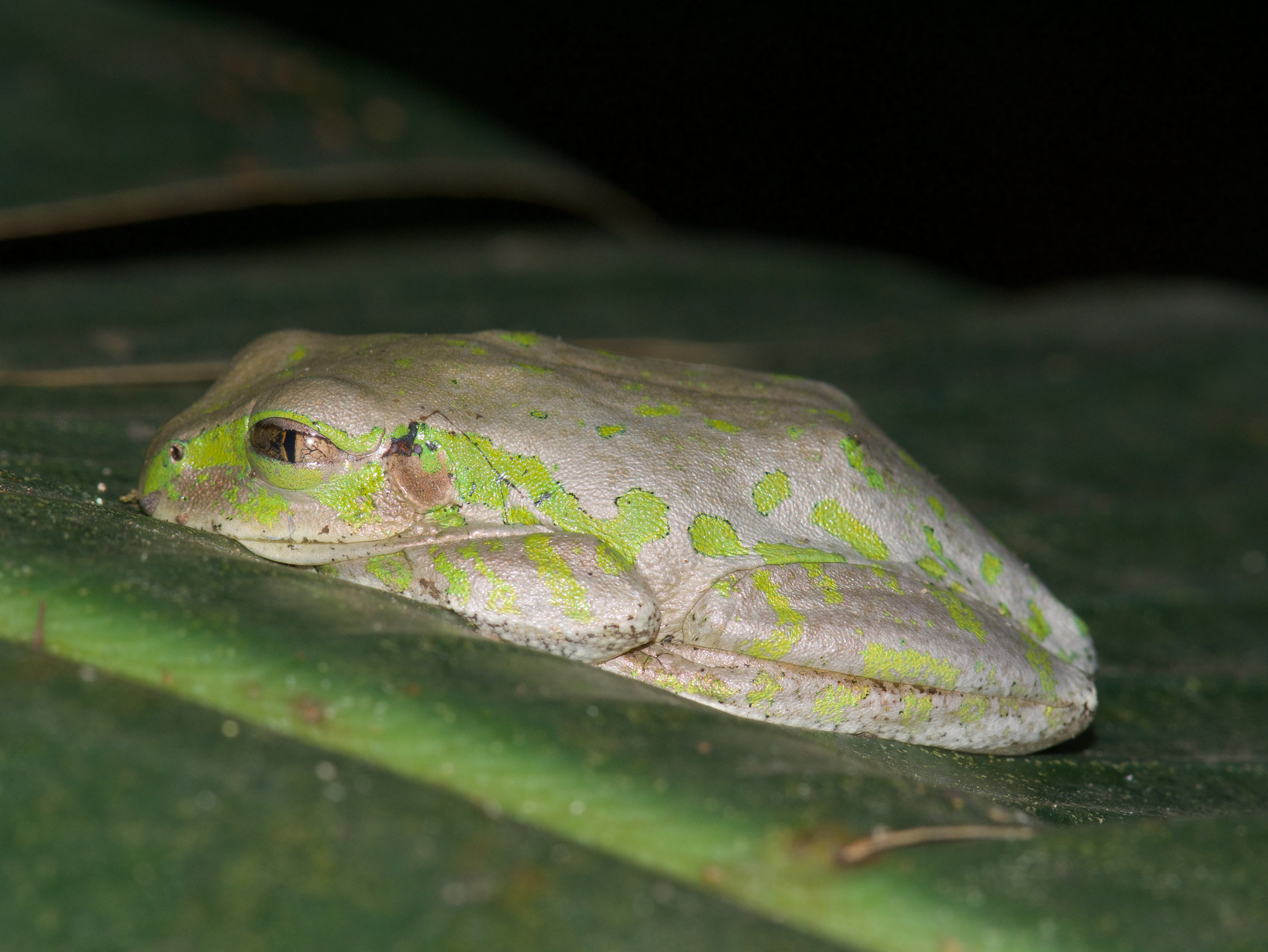 Leptopelis natalensis (Smith, 1849)