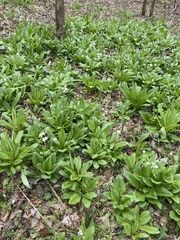 Primula meadia