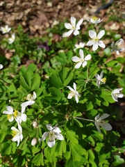 Isopyrum thalictroides