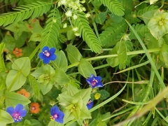 Anagallis