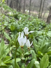 Primula meadia