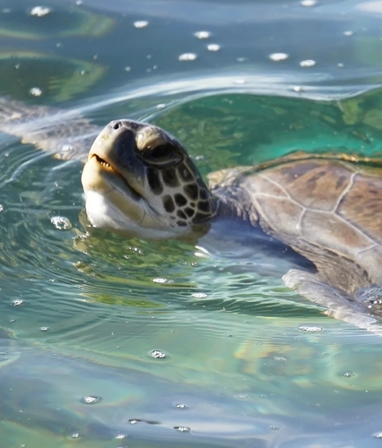 Chelonia mydas
