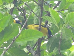 Ploceus dorsomaculatus