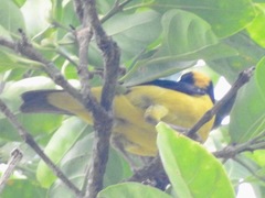 Ploceus dorsomaculatus