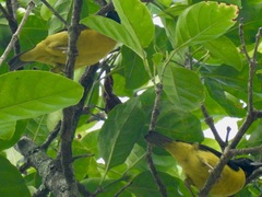 Ploceus dorsomaculatus