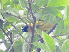 Ploceus dorsomaculatus
