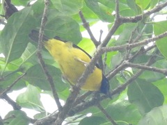 Ploceus dorsomaculatus