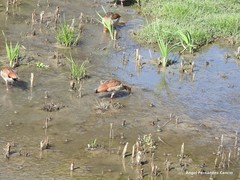 Alopochen aegyptiaca