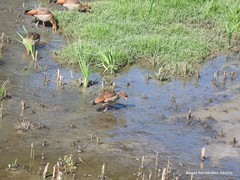 Alopochen aegyptiaca