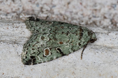 Maliattha concinnimacula