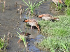 Alopochen aegyptiaca