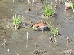 Alopochen aegyptiaca