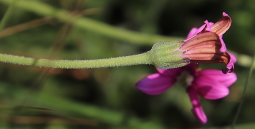 Image of Dimorphotheca jucunda by (c) Tony Rebelo, some rights reserved (CC BY-SA)