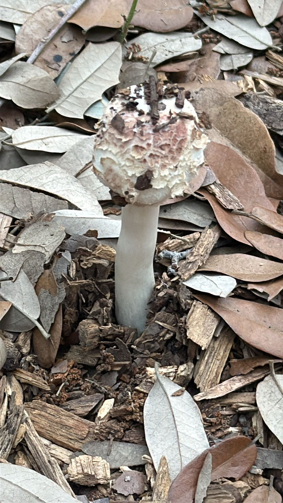 Coprinus comatus · April 2026 · photo: © garyrogers98031 (iNaturalist, cc-by)