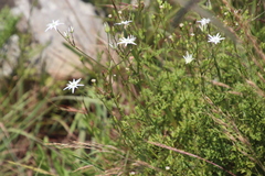 Alepidea
